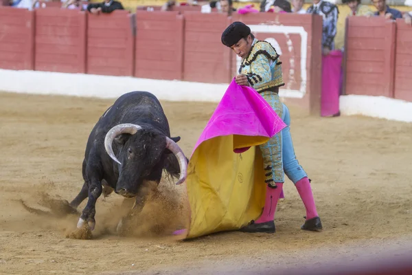 De Spaanse stierenvechter El Fundi stierenvechten met de kruk in — Stockfoto