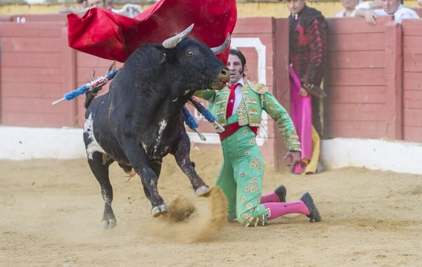 Der spanische Stierkämpfer juan jose padilla stierkampf mit dem — Stockfoto