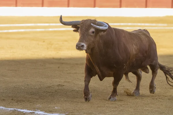 Bull about 650 Kg in the sand, Andujar, Spain — Stock Photo, Image