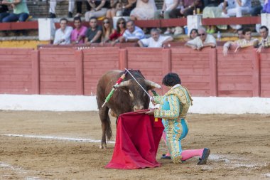 İspanyol Boğa Güreşçisi Juan de Felix koltuk değneği ile boğa güreşi
