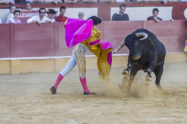 İspanyol Boğa Güreşçisi Curro Jimenez koltuk değneği ile boğa güreşi