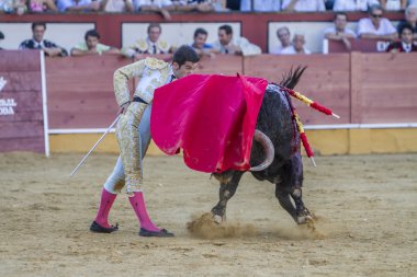 İspanyol Boğa Güreşçisi Curro Jimenez koltuk değneği ile boğa güreşi