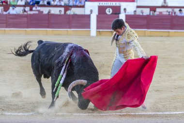 İspanyol Boğa Güreşçisi Curro Jimenez koltuk değneği ile boğa güreşi