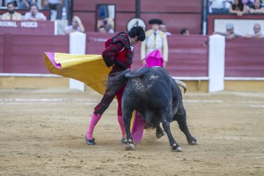 Crut ile İspanyol Boğa güreşçisi Salvador Vega boğa güreşi