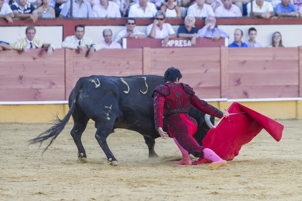 O toureiro espanhol Salvador Vega touradas com o crut — Fotografia de Stock