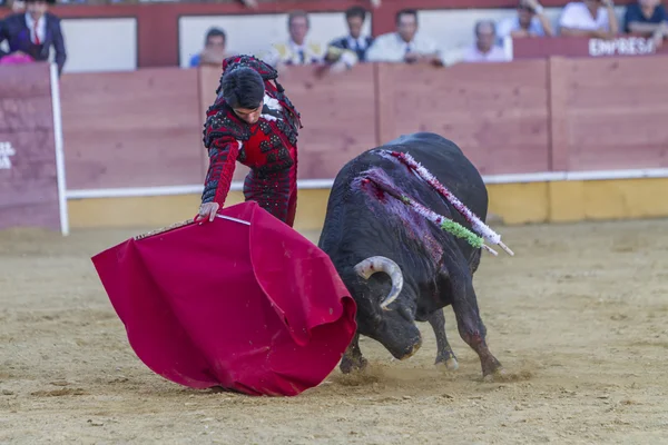 The Spanish Bullfighter Salvador Vega bullfighting with the crut — Stock Photo, Image