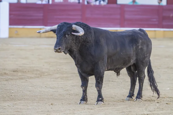 Captura de la figura de un toro valiente en una corrida de toros, España — Foto de Stock