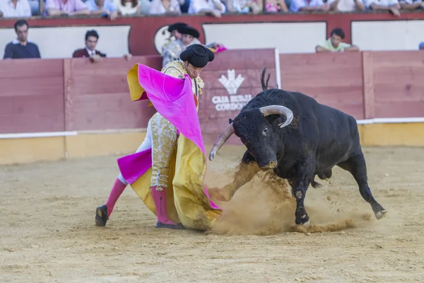 The Spanish Bullfighter Curro Jimenez bullfighting with the crut — Stock Photo, Image
