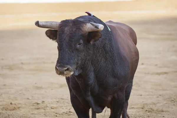 Stier ca. 650 kg im Sand, andujar, spanien — Stockfoto