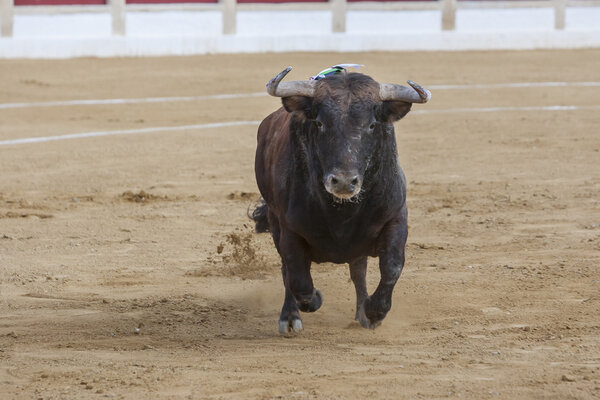 Захват фигуры храброго быка в корриде, Испания
