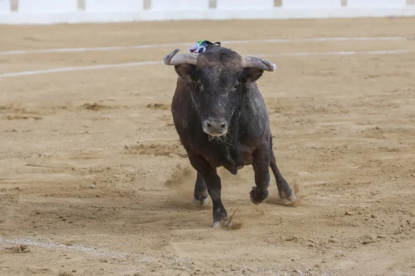 Inname van de figuur van een dappere stier in een stierengevecht, Spanje — Stockfoto
