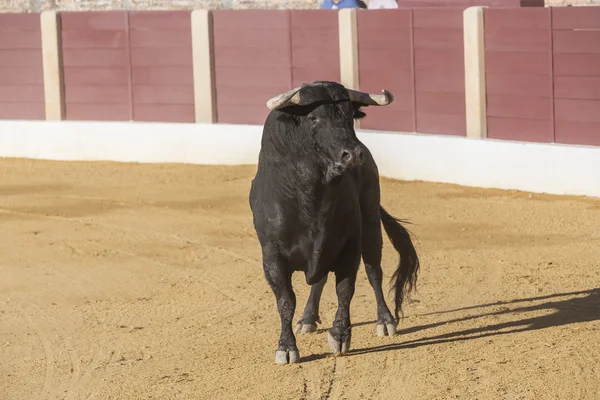 Captura de la figura de un toro valiente en una corrida de toros, España — Foto de Stock