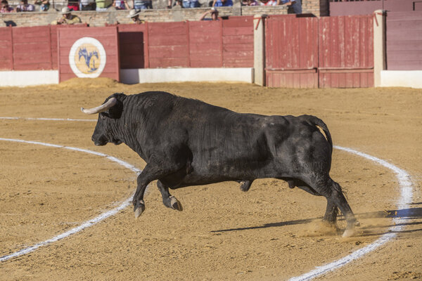 Захват фигуры храброго быка в корриде, Испания
