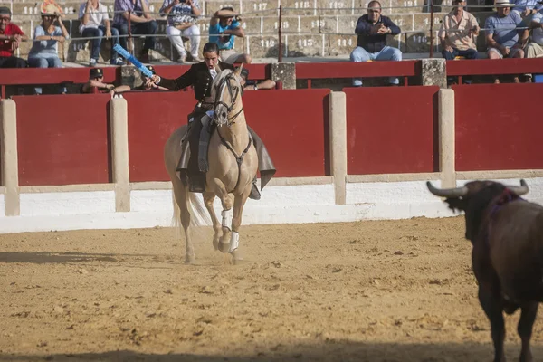 Noelia Mota, Matador na koniu hiszpański, Úbeda, Hiszpania — Zdjęcie stockowe