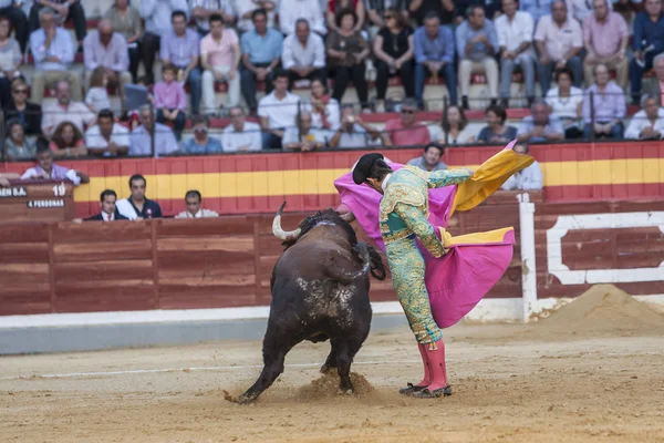 Alberto Lamelas ile cape bullring cesur bir boğa mücadele
