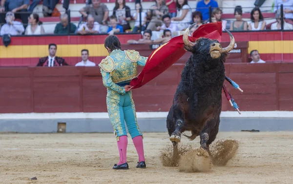 Alberto lamelas kämpft mit dem Umhang um einen tapferen Stier in der Stierkampfarena — Stockfoto