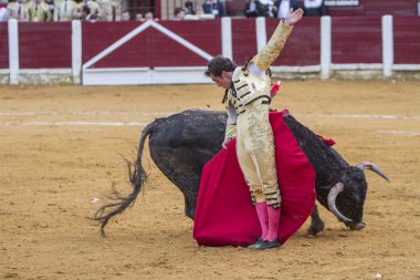 İçinde koltuk değneği ile İspanyol Boğa güreşçisi El Fandi boğa güreşi