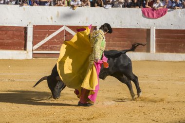 İspanyolca Boğa güreşçisi Sebastian Castella boğa güreşi ile