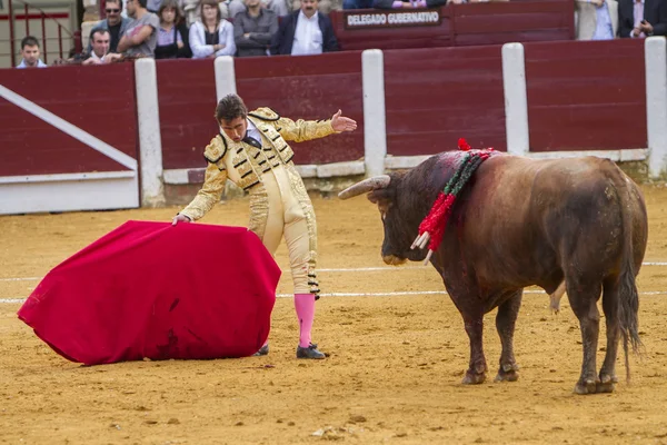 O toureiro espanhol El Fandi touradas com a muleta em — Fotografia de Stock