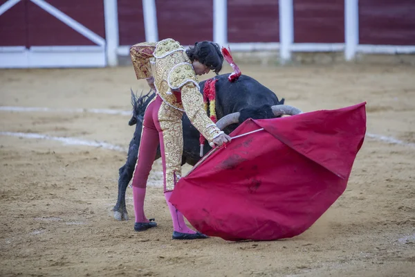 Koltuk değneği ile İspanyol Boğa güreşçisi Curro Diaz boğa güreşi — Stok fotoğraf