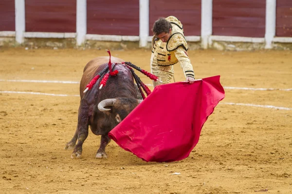 Den spanska tjurfäktare El Fandi tjurfäktning med kryckan i — Stockfoto