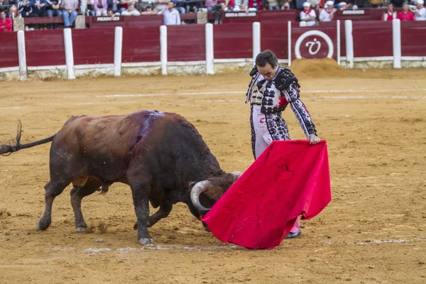 De Spaanse stierenvechter Daniel Luque stierenvechten met de kruk in de arena van Ubeda, Spanje — Stockfoto