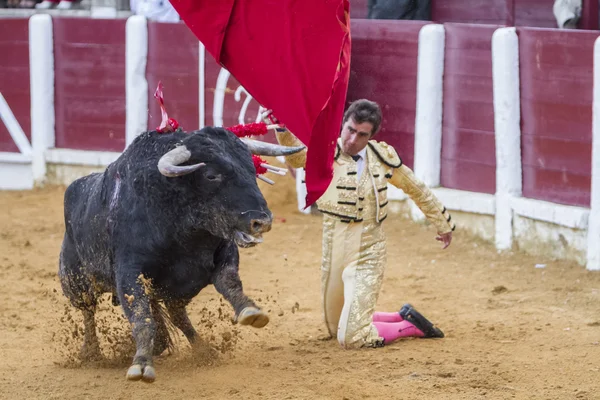 O toureiro espanhol El Fandi touradas com a muleta em — Fotografia de Stock