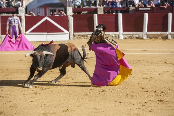 T ile İspanyol Boğa güreşçisi Morante de la Puebla boğa güreşi — Stok fotoğraf