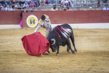 İspanyolca Boğa güreşçisi Sebastian Castella boğa güreşi ile