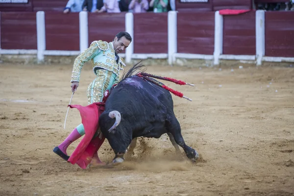 Den spanska tjurfäktare El Fandi tjurfäktning med kryckan i — Stockfoto