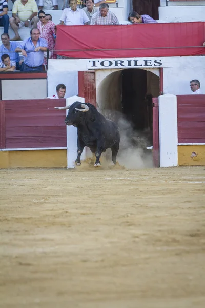 Cattura della figura di un toro coraggioso in una corrida che esce o — Foto Stock