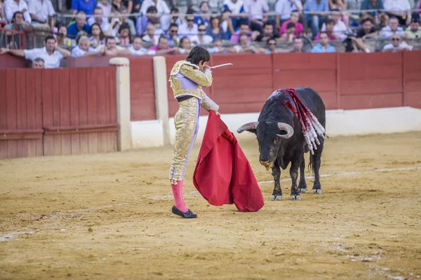 İspanyol Boğa Güreşçisi Sebastian Castella girmek için hazırlanıyor — Stok fotoğraf