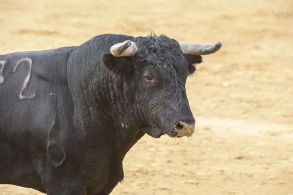 Captura de la figura de un toro valiente de color negro pelo en un b — Foto de Stock