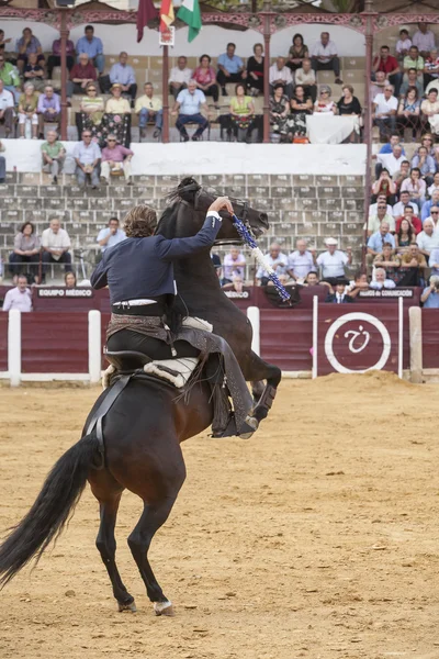 Fermin Bohorquez, bullfighter na koniu hiszpańskim, Ubeda, Jaen, — Zdjęcie stockowe