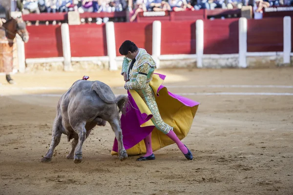 De Spaanse stierenvechter El Cid stierenvechten met de kruk in t — Stockfoto