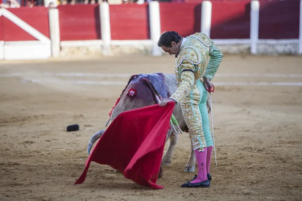 Den spanska tjurfäktare El Cid tjurfäktning med kryckan i t — Stockfoto