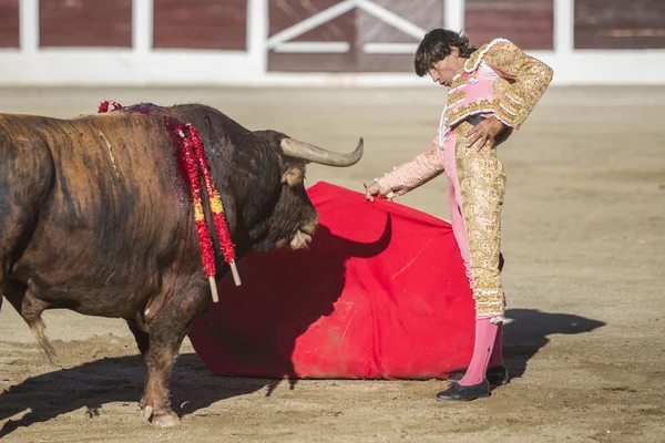 O toureiro espanhol Curro Diaz touradas com a muleta — Fotografia de Stock
