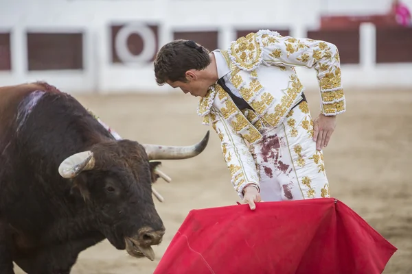 O toureiro espanhol Daniel Luque luta com a muleta no Bullring de Linares, Espanha — Fotografia de Stock