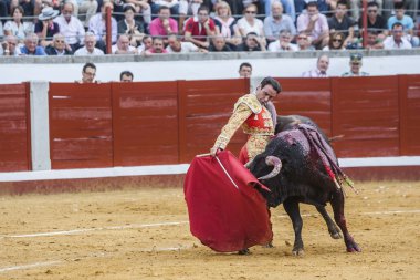 İspanyol Boğa Güreşçisi Enrique Ponce koltuk değneği ile boğa güreşi