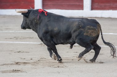 Saç siyah renkte bir b cesur bir boğa figürü yakalanması