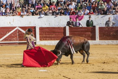 İspanya lı boğa güreşçisi Finito de Cordoba boğa güreşi 