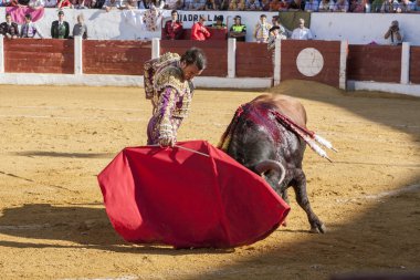 İspanyalı boğa güreşçisi Finito de Cordoba bir crutc ile boğa güreşi