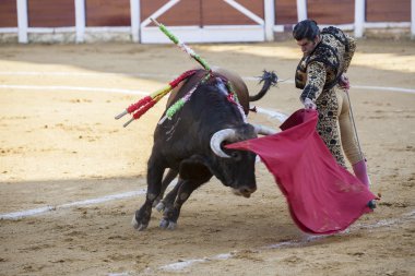 İspanyolca Boğa güreşçisi Morante de la Puebla boğa güreşi 