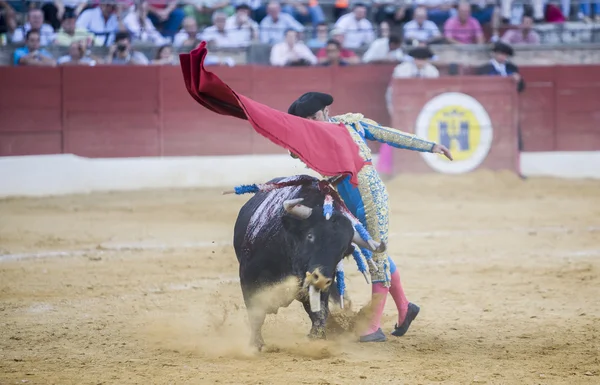 Boğa güreşçisi Luis Francisco Espla koltuk değneği ile boğa güreşi