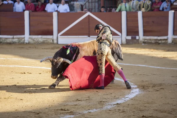 O toureiro espanhol Morante de la Puebla touradas — Fotografia de Stock