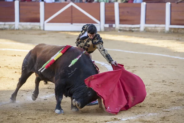 Den spanska tjurfäktare Morante de la Puebla tjurfäktning — Stockfoto