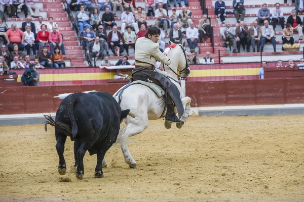 Diego Ventura, bullfighter on horseback spanish, Jaen, Spain — Stock Photo, Image