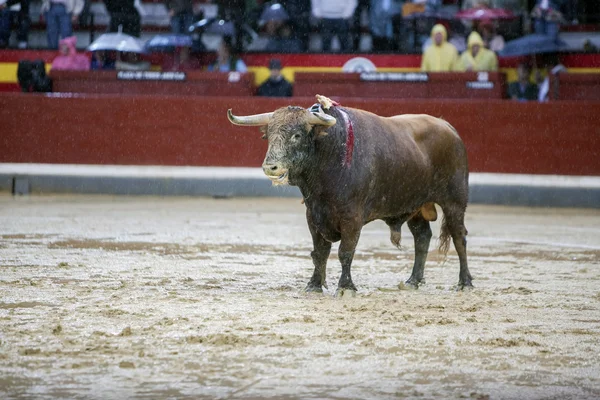 Capture of the figure of a brave bull of hair brown color in a bullfight, Spain — Stock Photo, Image