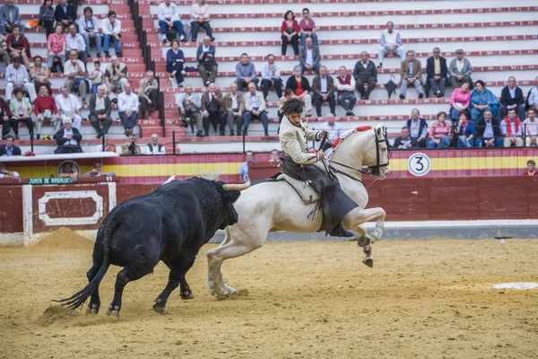 Diego Ventura, at sırtında matador İspanyolca, Jaen, İspanya — Stok fotoğraf