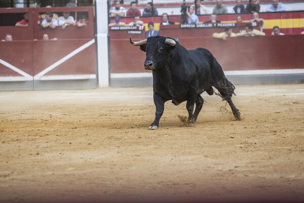 Снимок фигуры храброго быка черного цвета в б
